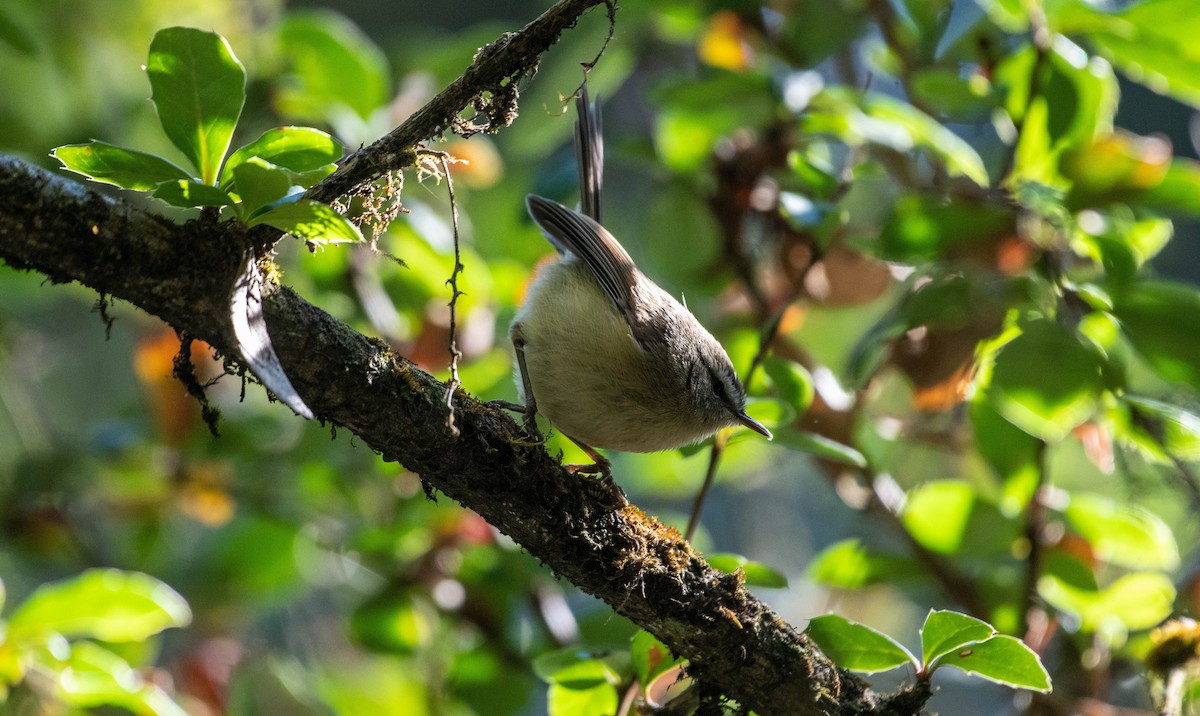 Hume's Bush Warbler - Yubin Shrestha