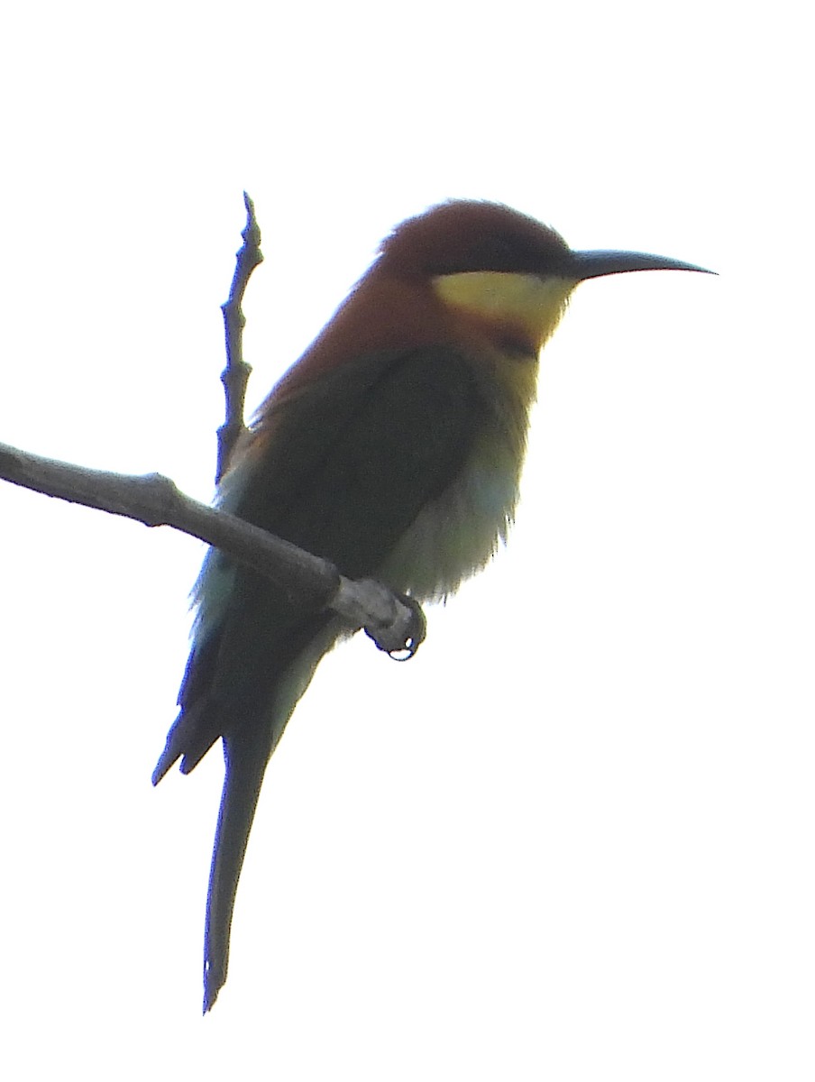 Chestnut-headed Bee-eater - ML614292272