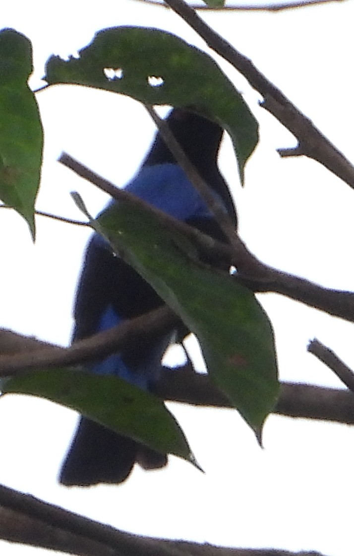 Asian Fairy-bluebird - ML614292307