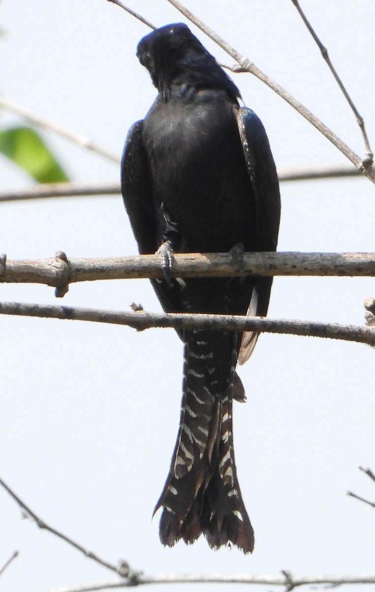 Square-tailed Drongo-Cuckoo - ML614292346