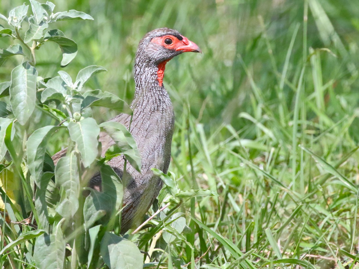 Red-necked Spurfowl - ML614292422