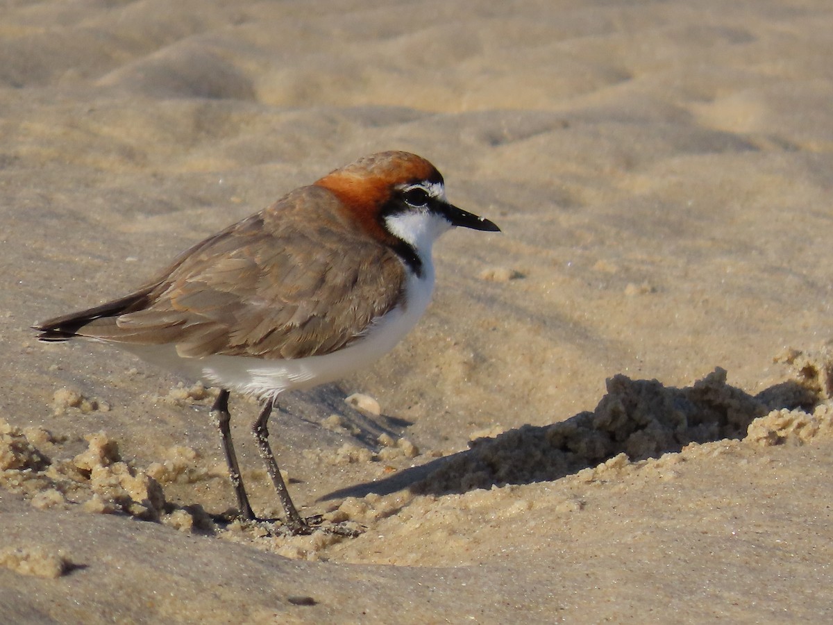 Red-capped Plover - ML614292691