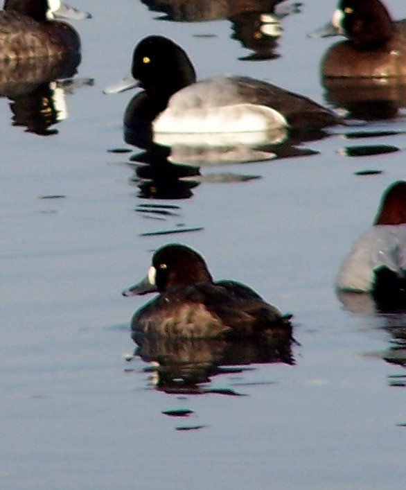 Tufted Duck - ML614293414