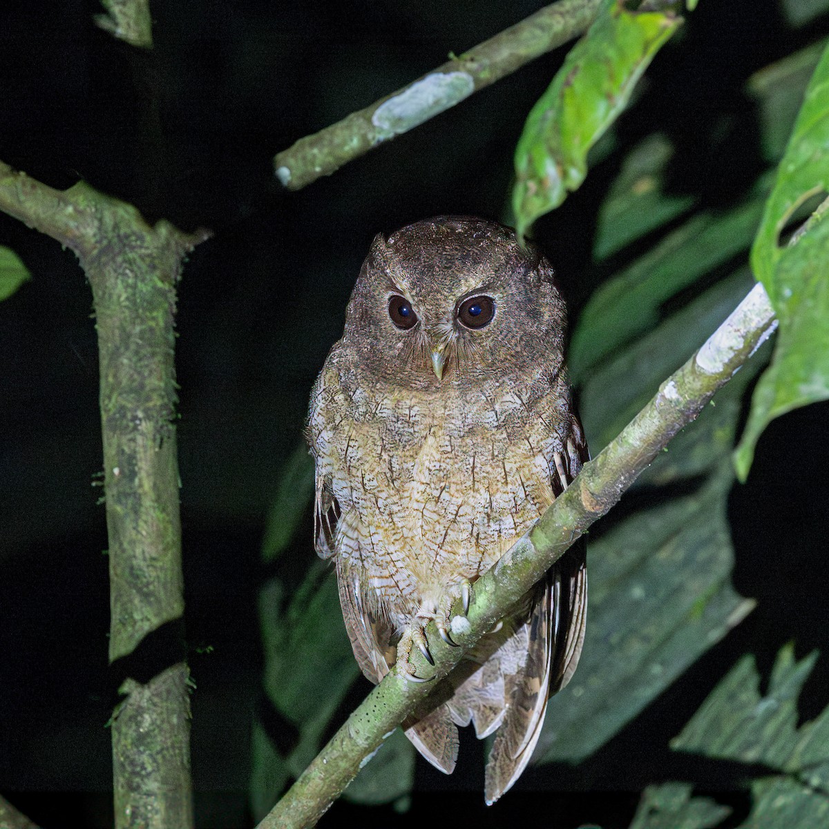 Rufescent Screech-Owl (Colombian) - ML614293515