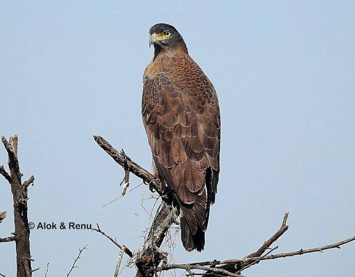 Crested Serpent-Eagle - ML614293818