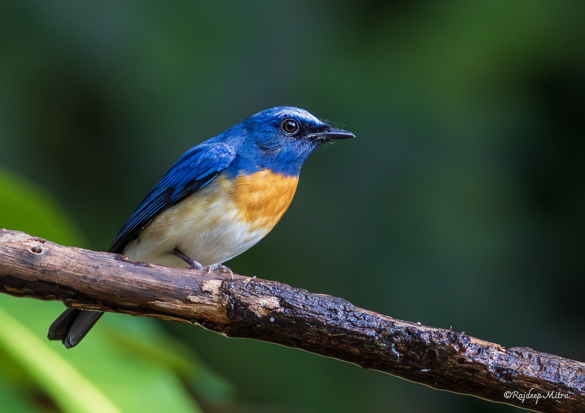 Blue-throated Flycatcher - Rajdeep Mitra