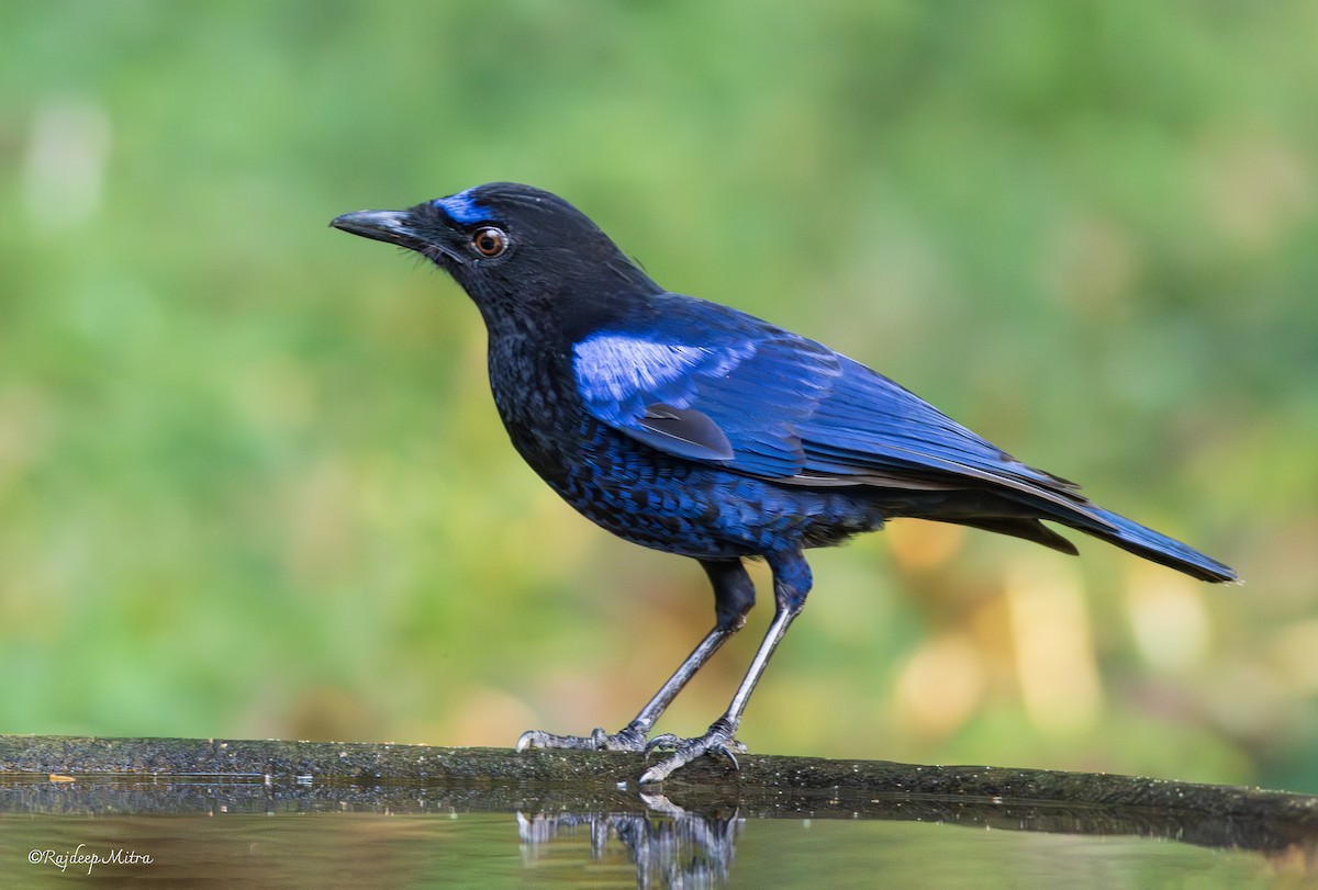 Малабарская синяя птица - ML614293973