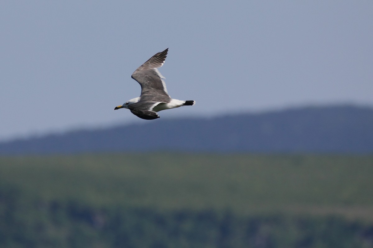 Black-tailed Gull - ML614293986