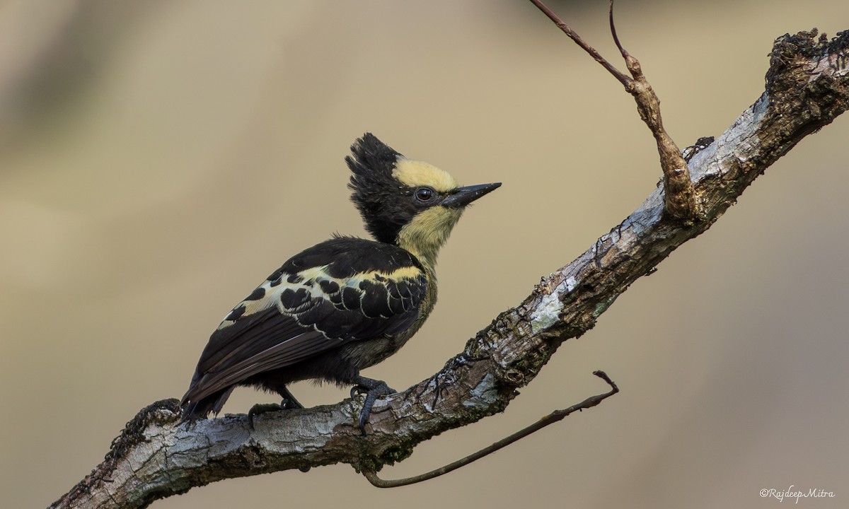 Heart-spotted Woodpecker - Rajdeep Mitra