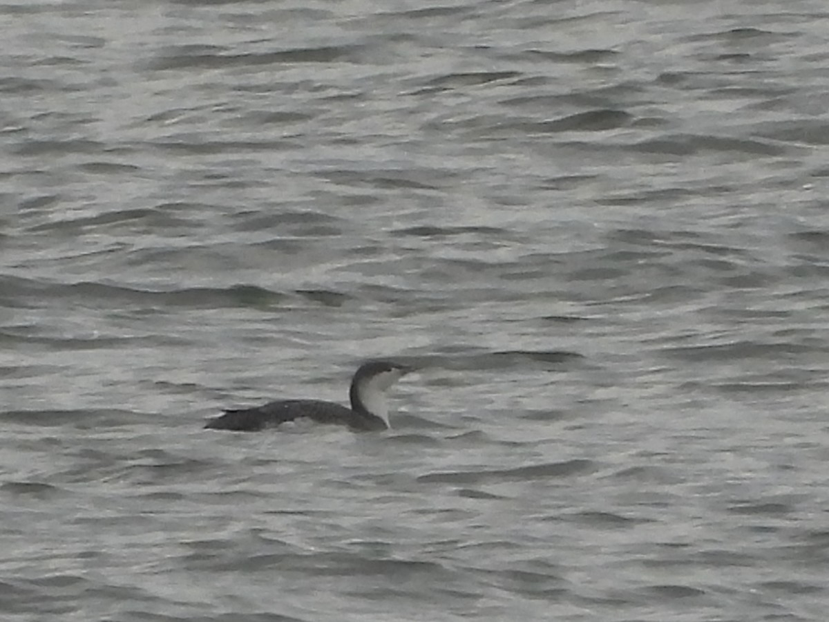 Red-throated Loon - ML614294067