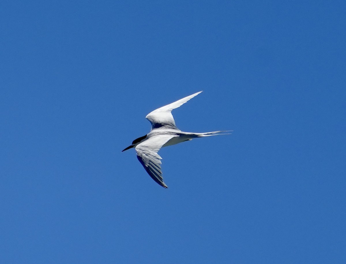 White-fronted Tern - ML614294130