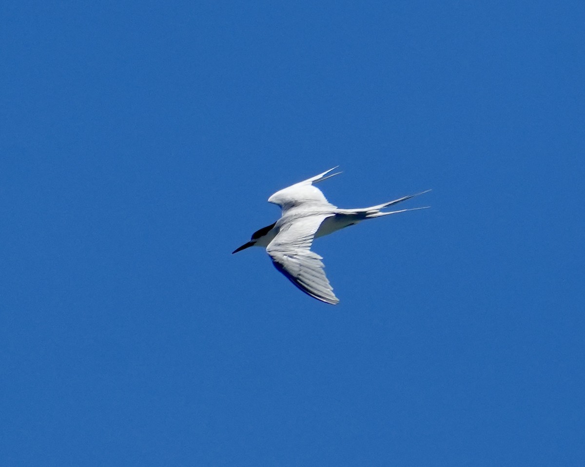 White-fronted Tern - ML614294131