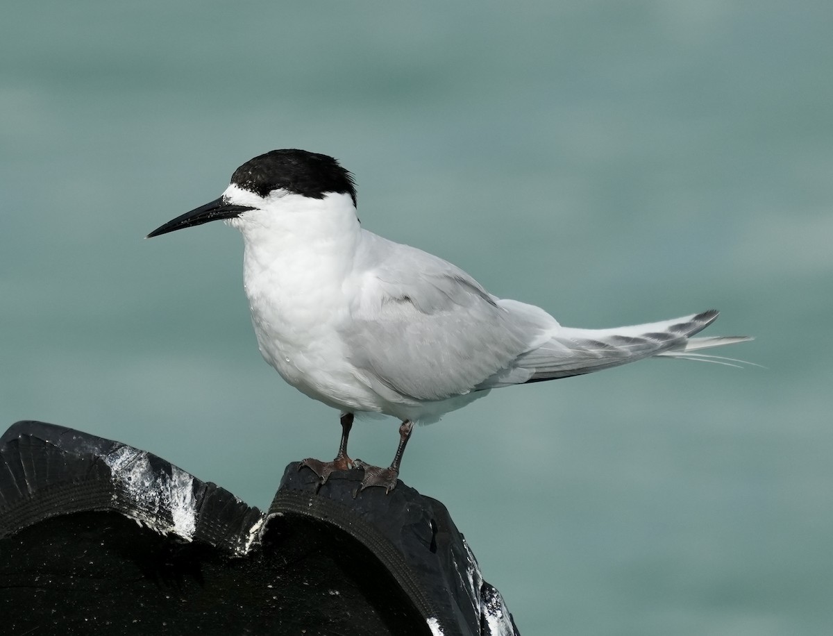 White-fronted Tern - ML614294132