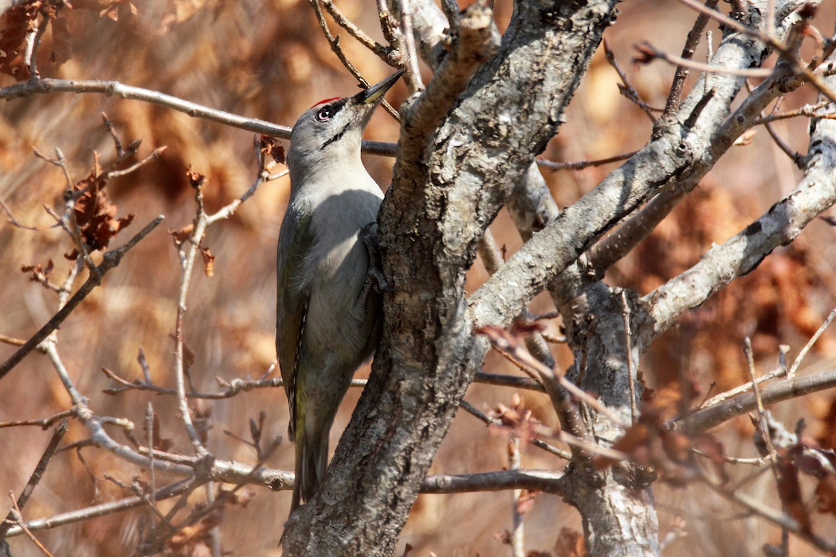 Gray-headed Woodpecker - ML614294588