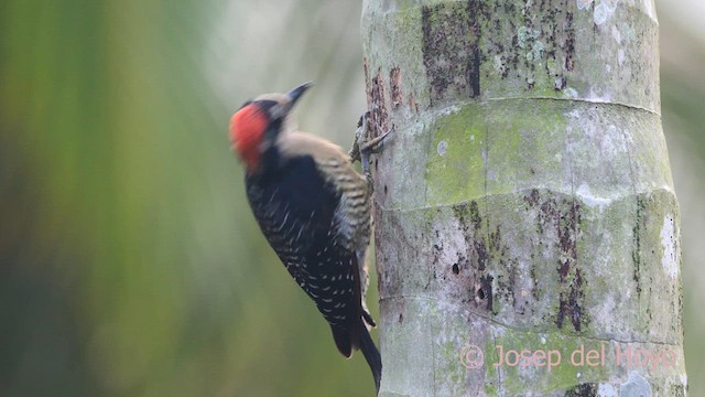 Black-cheeked Woodpecker - ML614294615