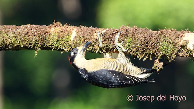 Black-cheeked Woodpecker - ML614294681