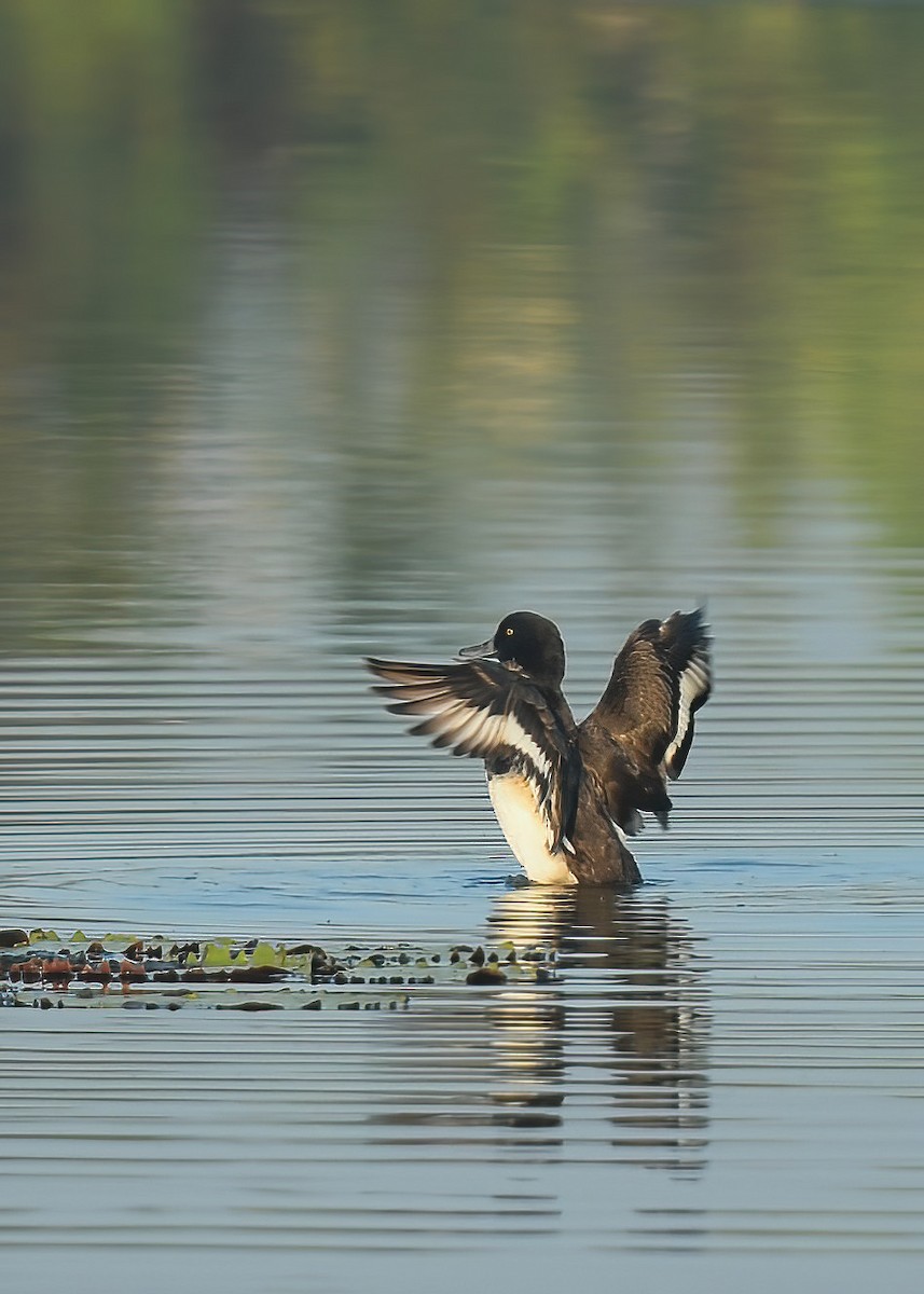 Tufted Duck - ML614294756