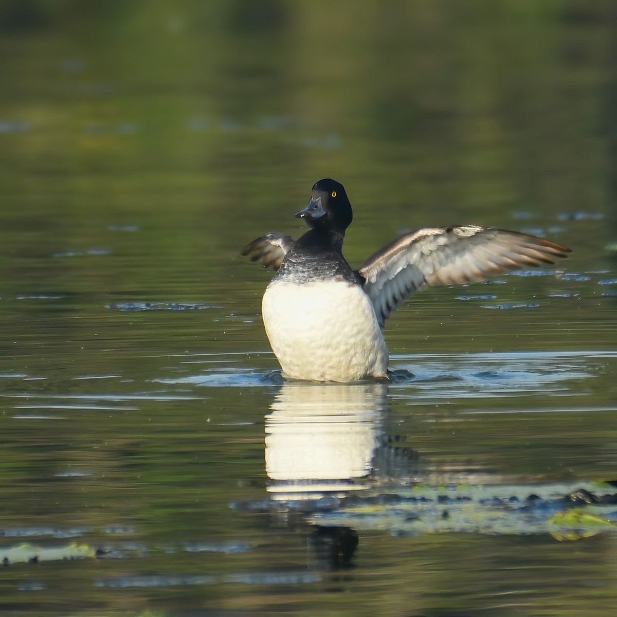 Tufted Duck - ML614294757