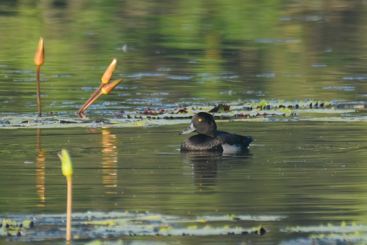 Tufted Duck - ML614294758