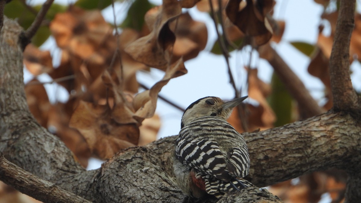 Freckle-breasted Woodpecker - ML614294927