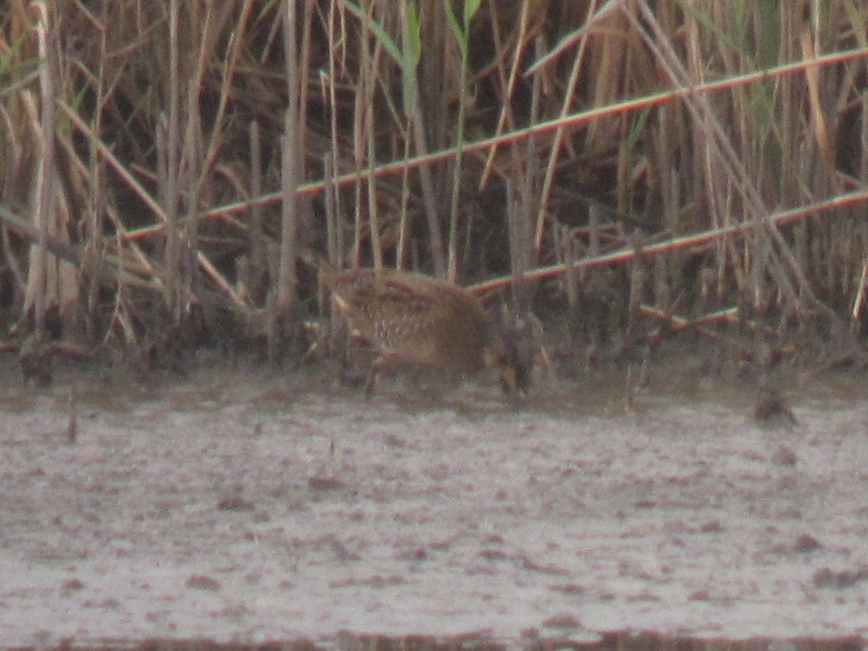 Spotted Crake - ML614295401