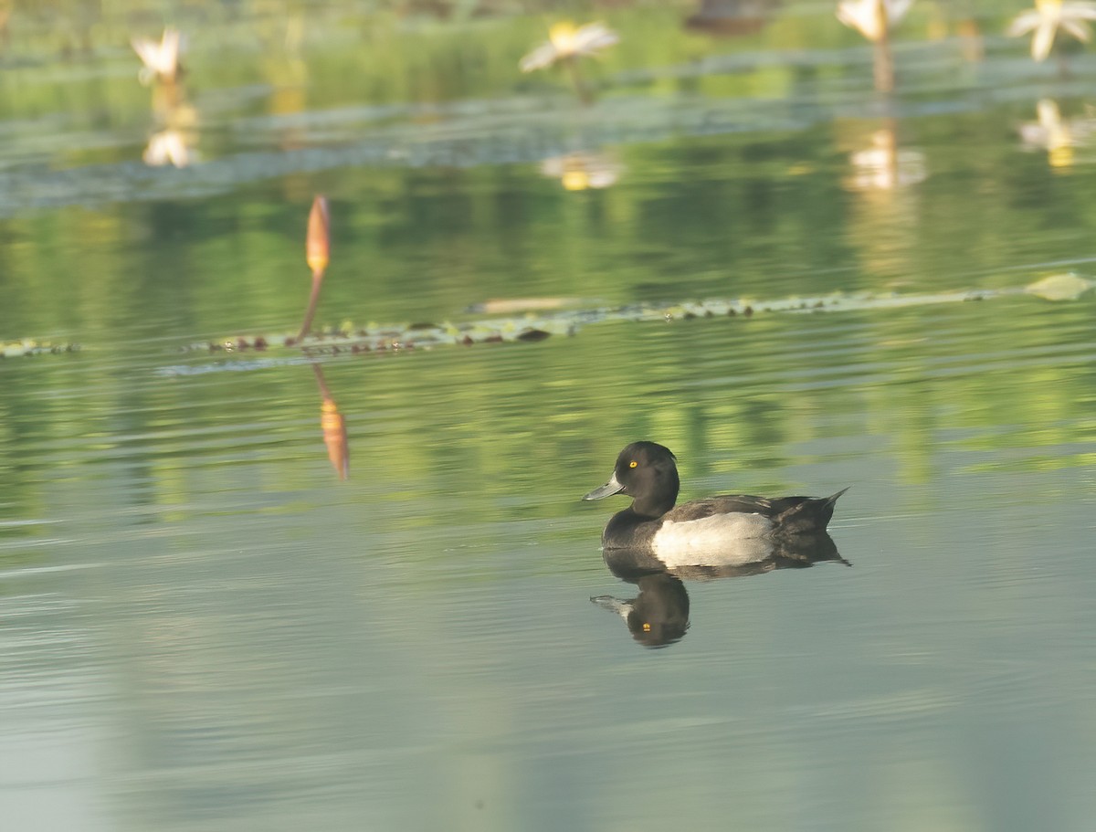 Tufted Duck - ML614295418