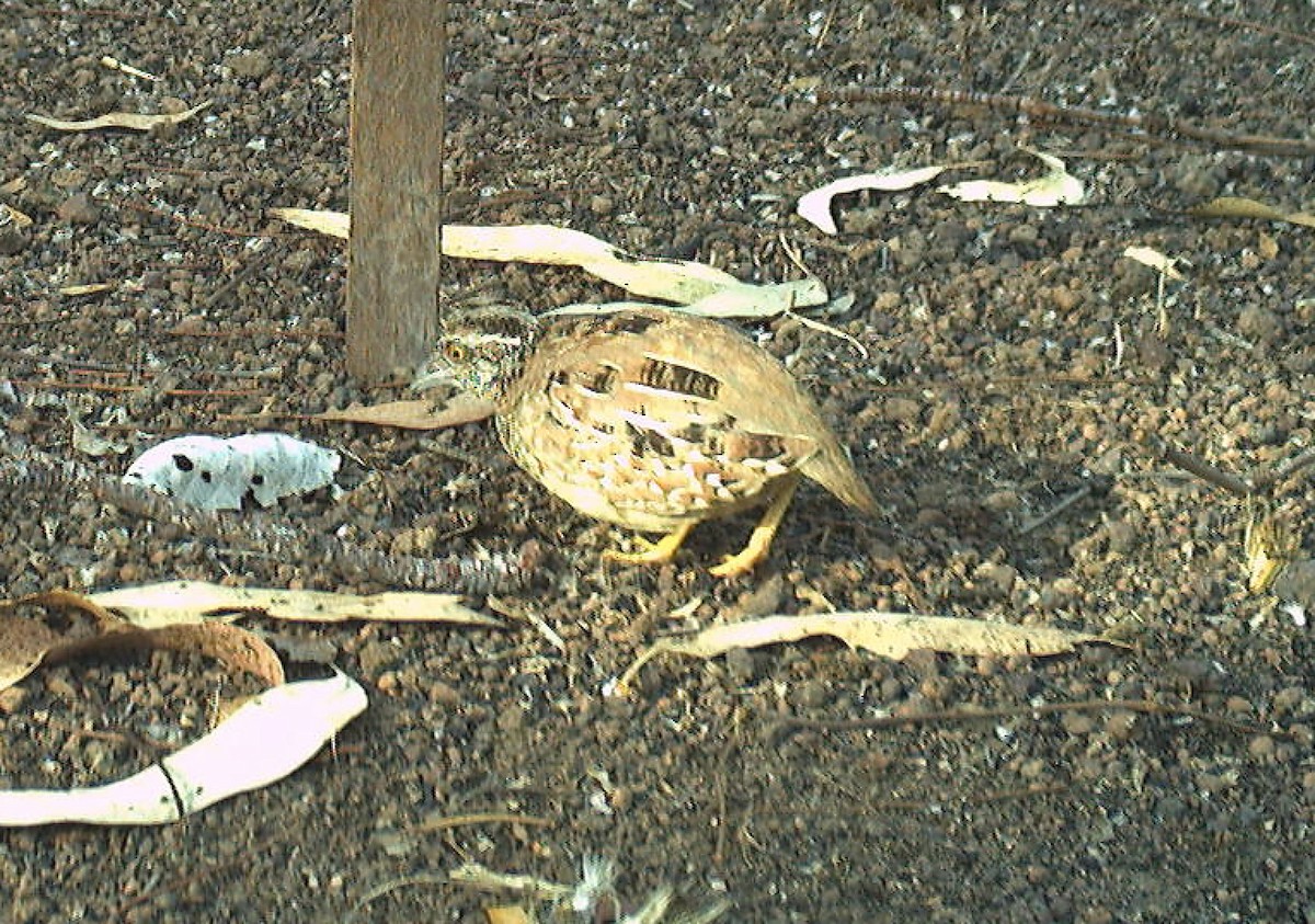 Chestnut-backed Buttonquail - ML614295519