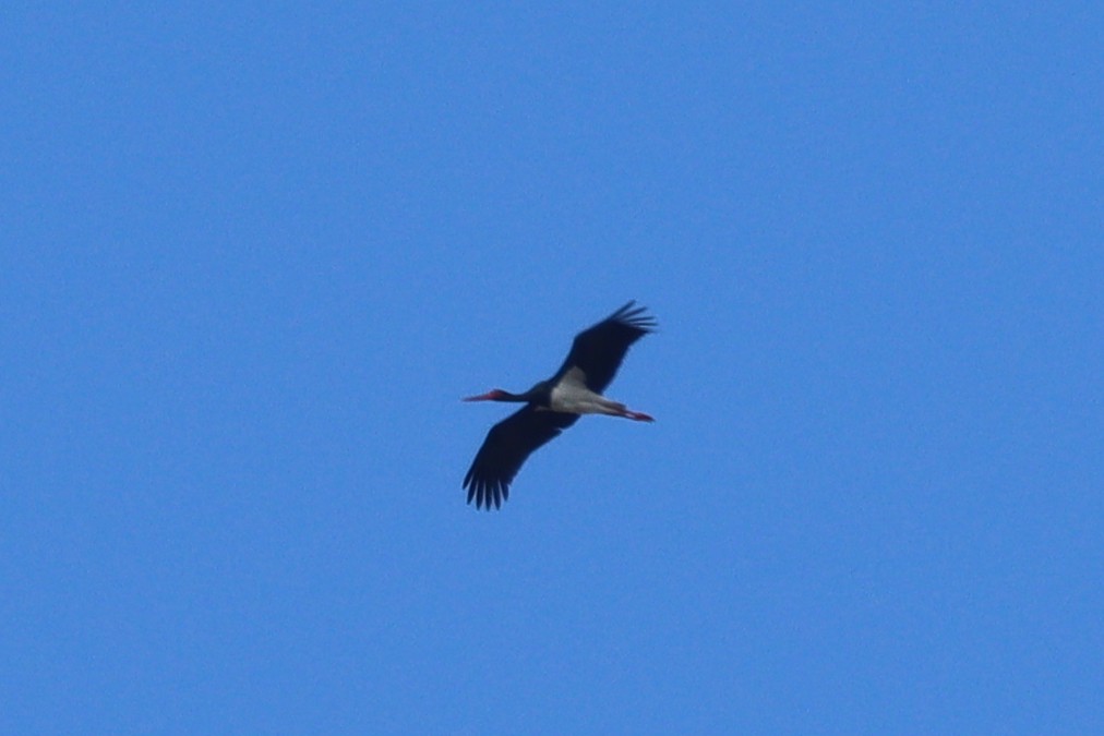 Black Stork - ML614295795