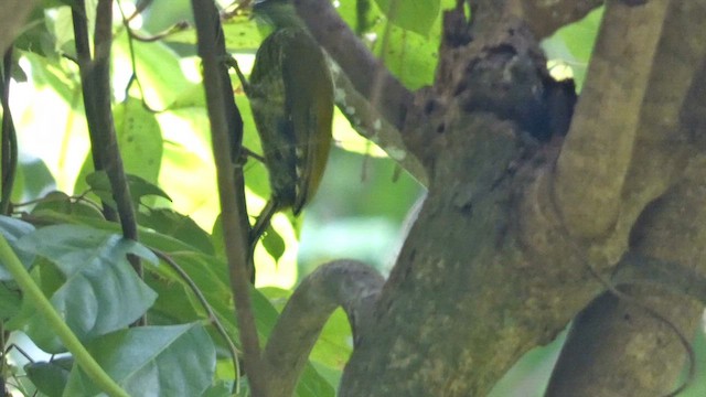 Buff-spotted Woodpecker - ML614295969