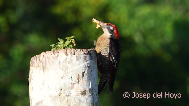 Black-cheeked Woodpecker - ML614295993