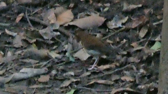 Yellow-breasted Forest Robin - ML614296007