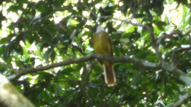 Red-tailed Greenbul - ML614296033