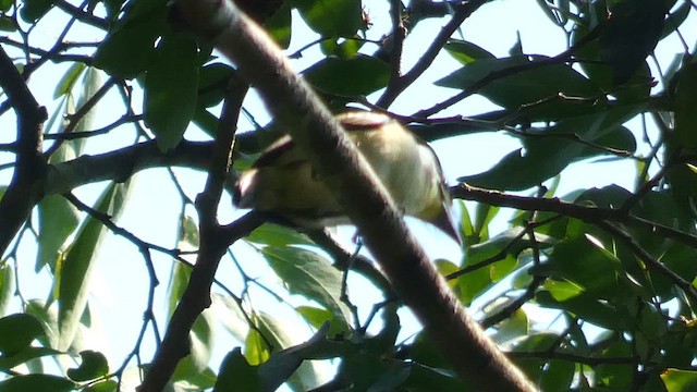 Yellow-throated Tinkerbird - ML614296045