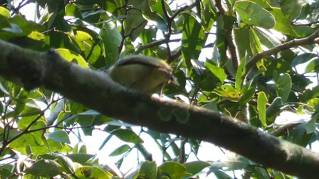 Yellow-throated Tinkerbird - ML614296048