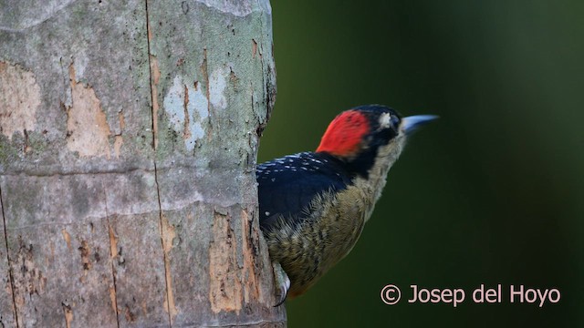 Black-cheeked Woodpecker - ML614296158