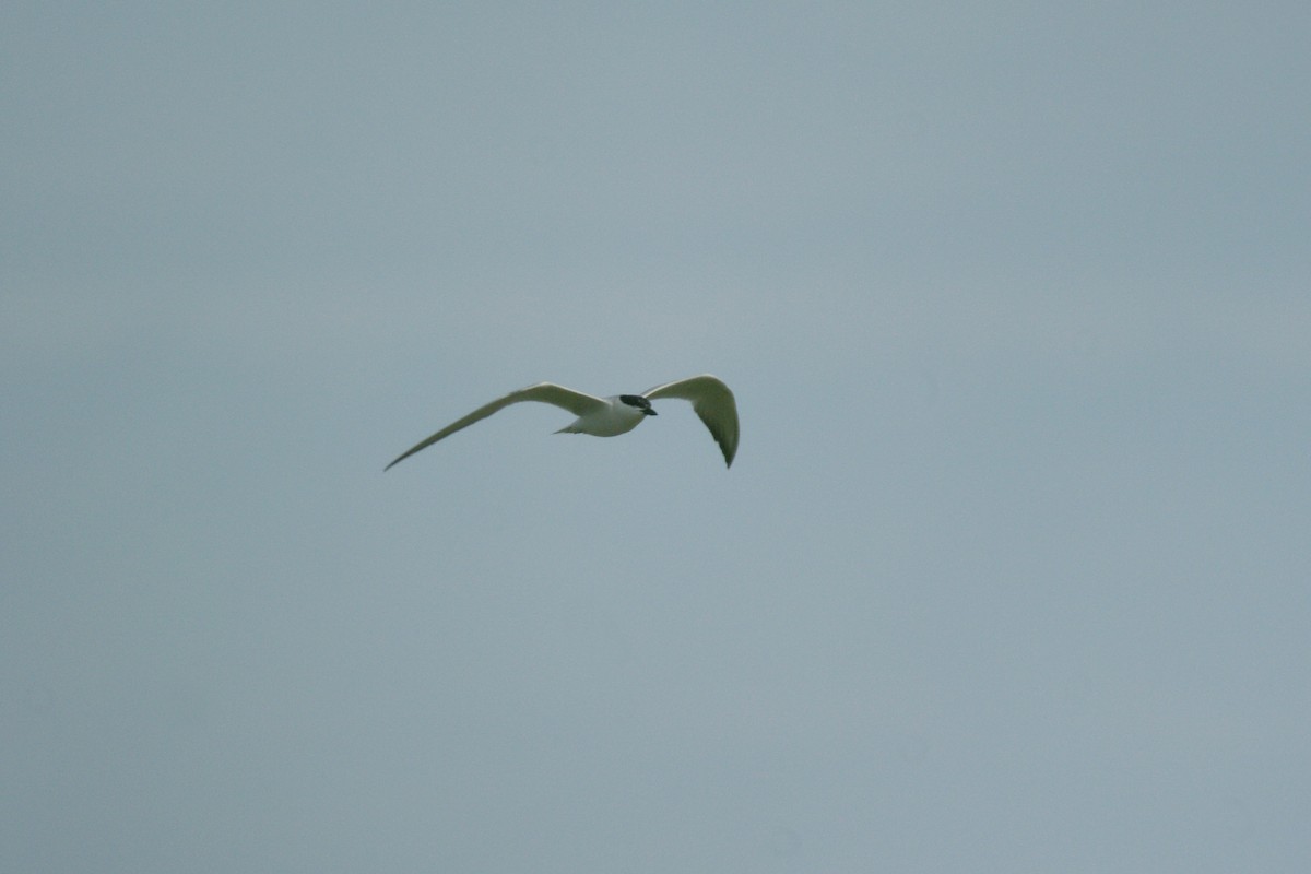 Gull-billed Tern - ML614296199