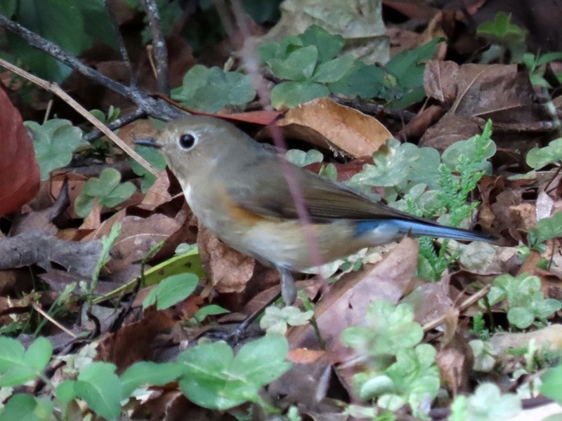 Red-flanked Bluetail - ML614296245