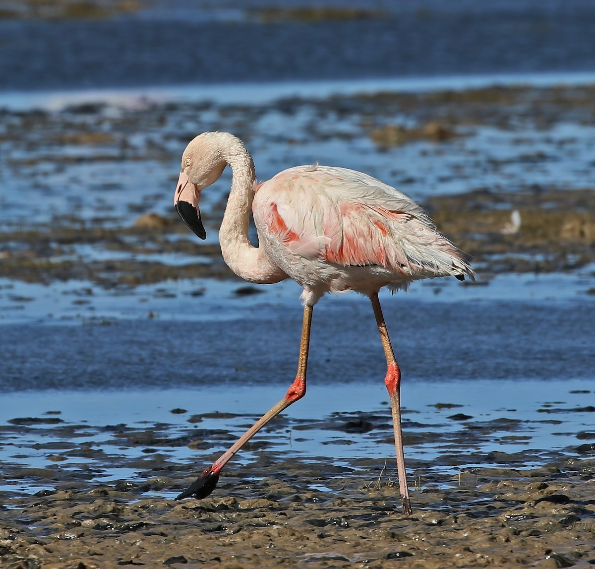 Chilean Flamingo - ML614296349
