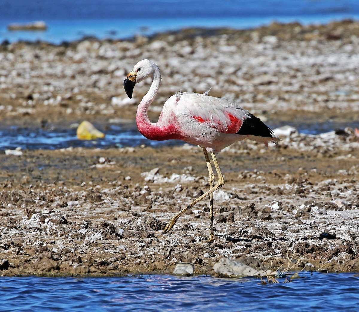 Andean Flamingo - ML614296371