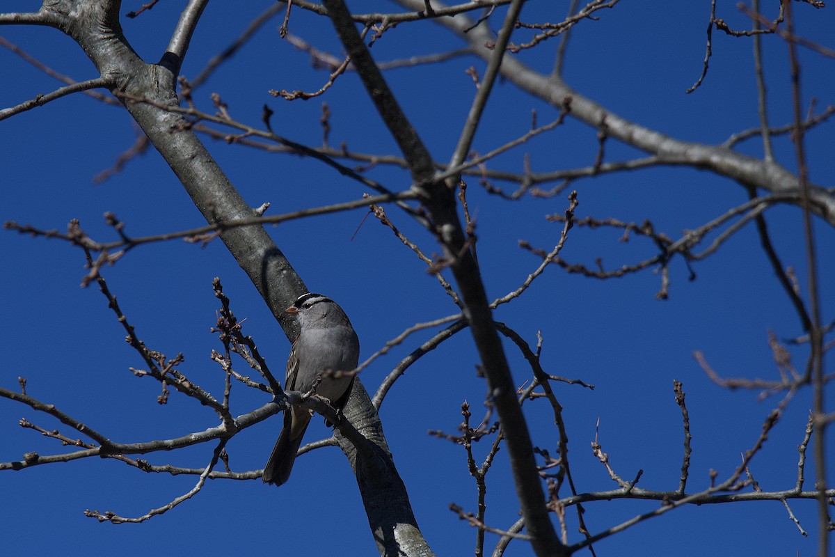 White-crowned Sparrow - ML614296413