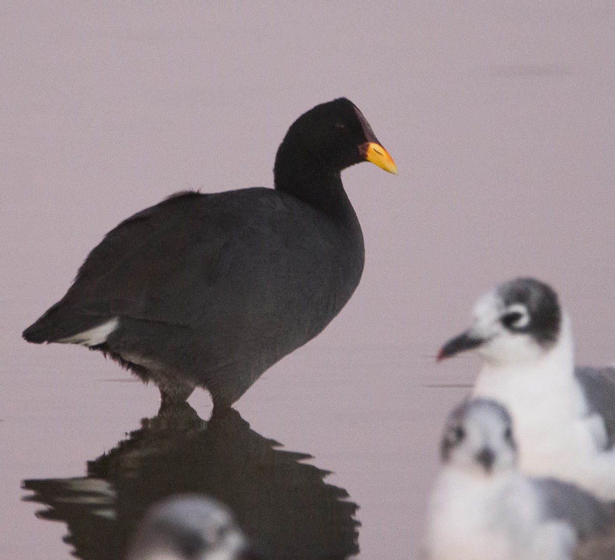 Red-fronted Coot - ML614296493