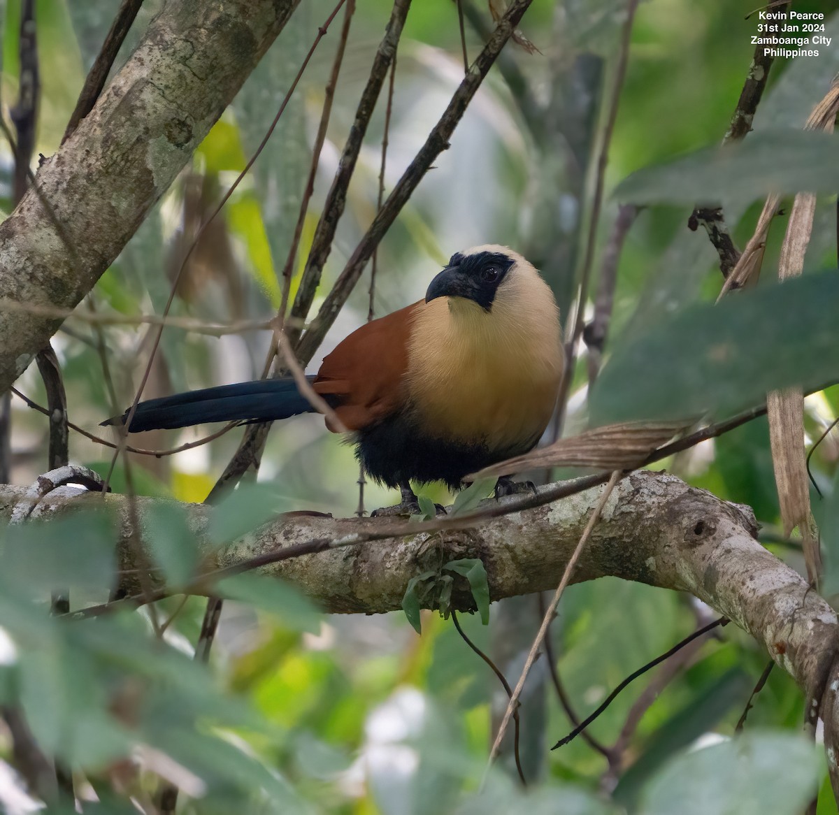 Black-faced Coucal - Kevin Pearce