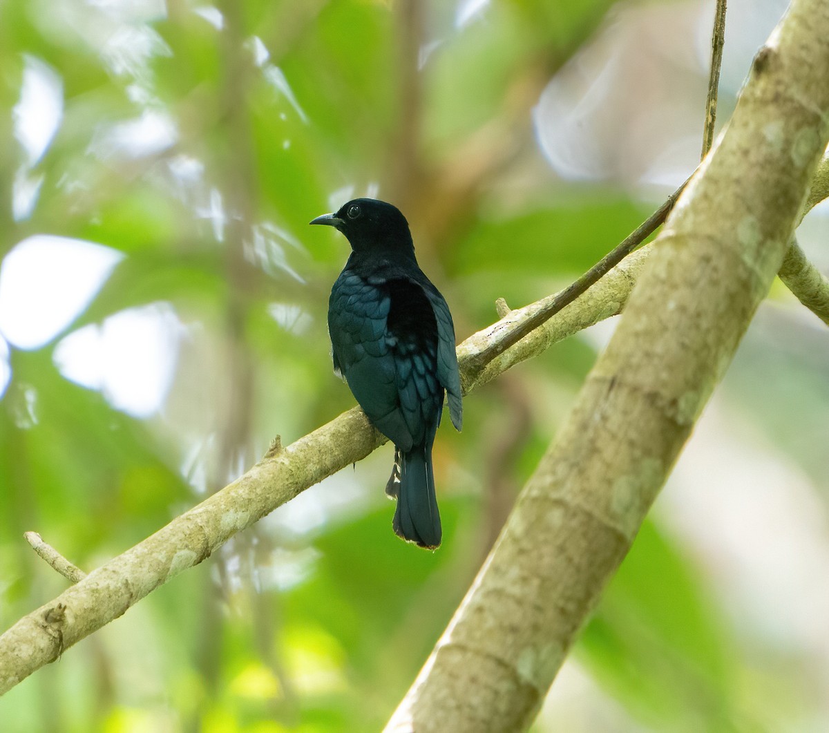 Philippine Drongo-Cuckoo - Kevin Pearce