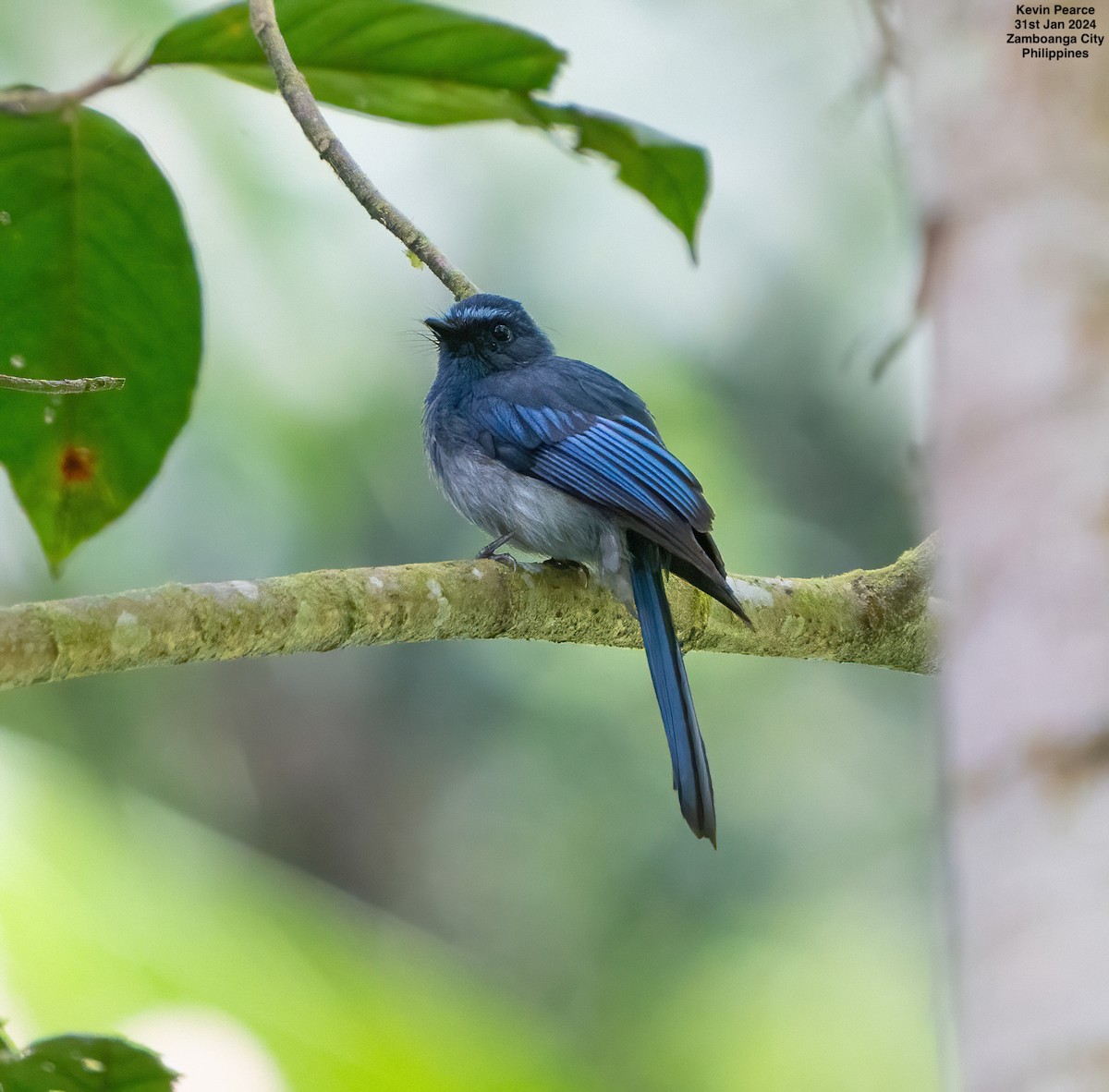 Mindanao Blue-Fantail - Kevin Pearce