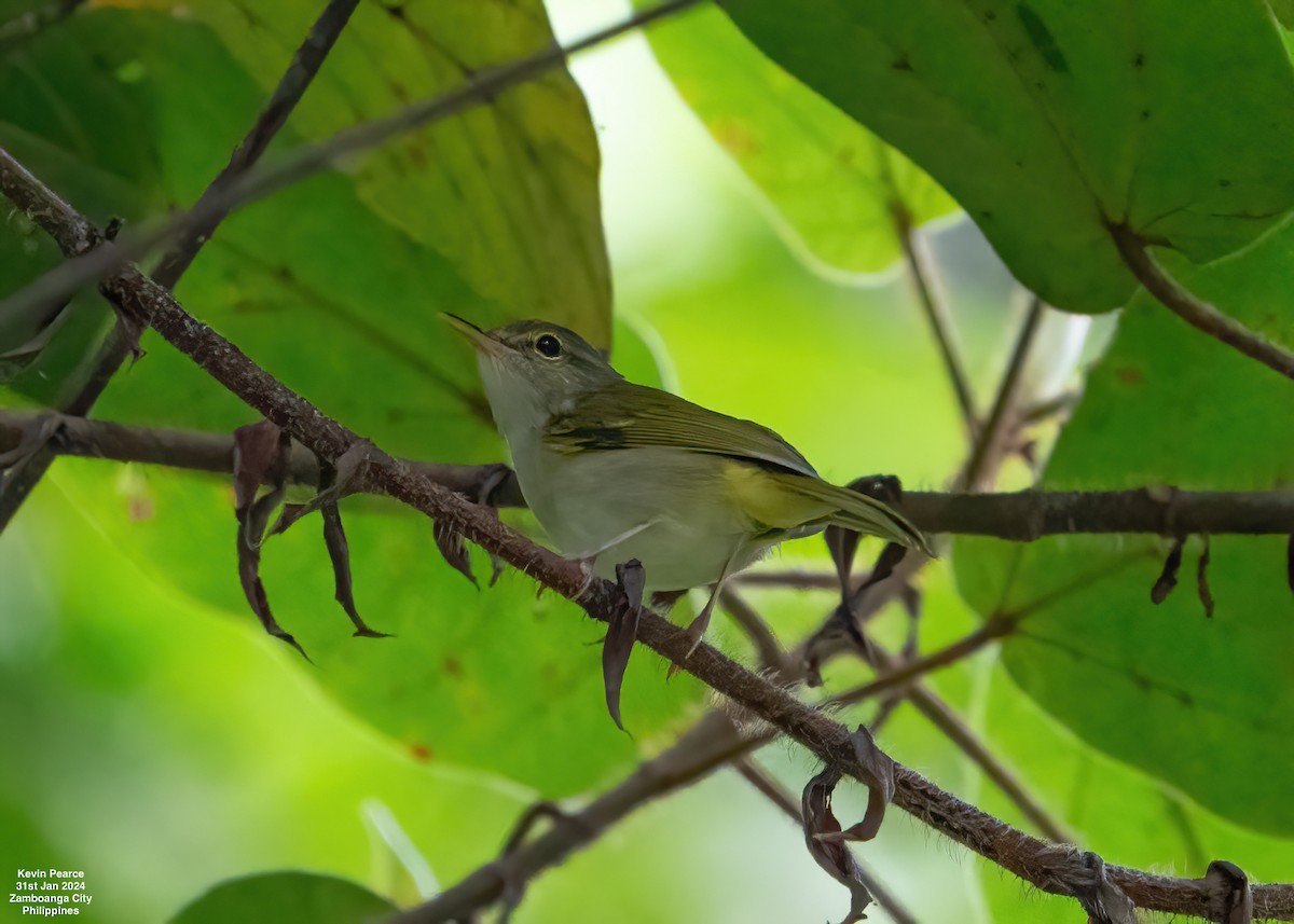 Philippine Leaf Warbler - ML614296910