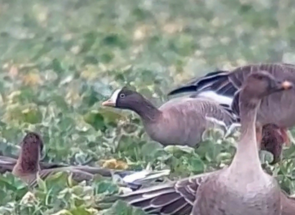 Lesser White-fronted Goose - ML614296970