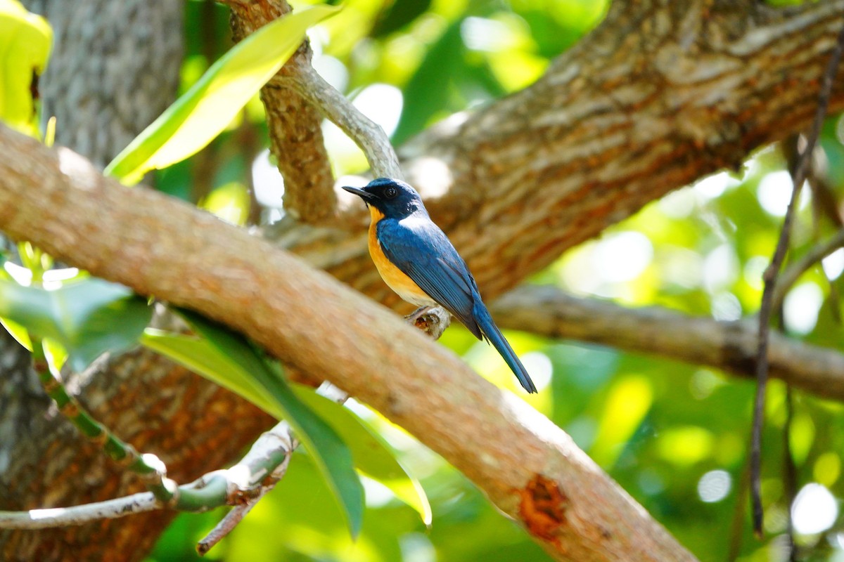 Mangrove Blue Flycatcher (Philippine) - Liao Tzu-Chiang