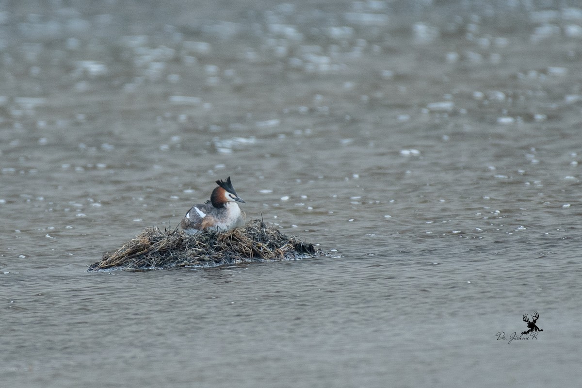 Great Crested Grebe - ML614297248