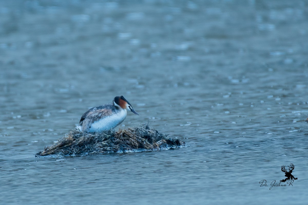 Great Crested Grebe - ML614297249