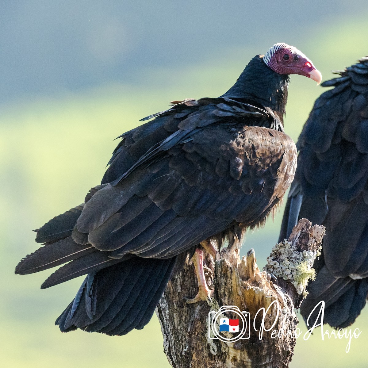 Turkey Vulture - ML614297309
